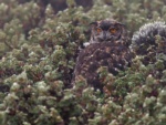 Cape Eagle-owl